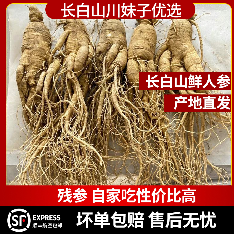 原产地 吉林长白山 鲜人参【 残参 介意慎拍  直播为准  专属链接】