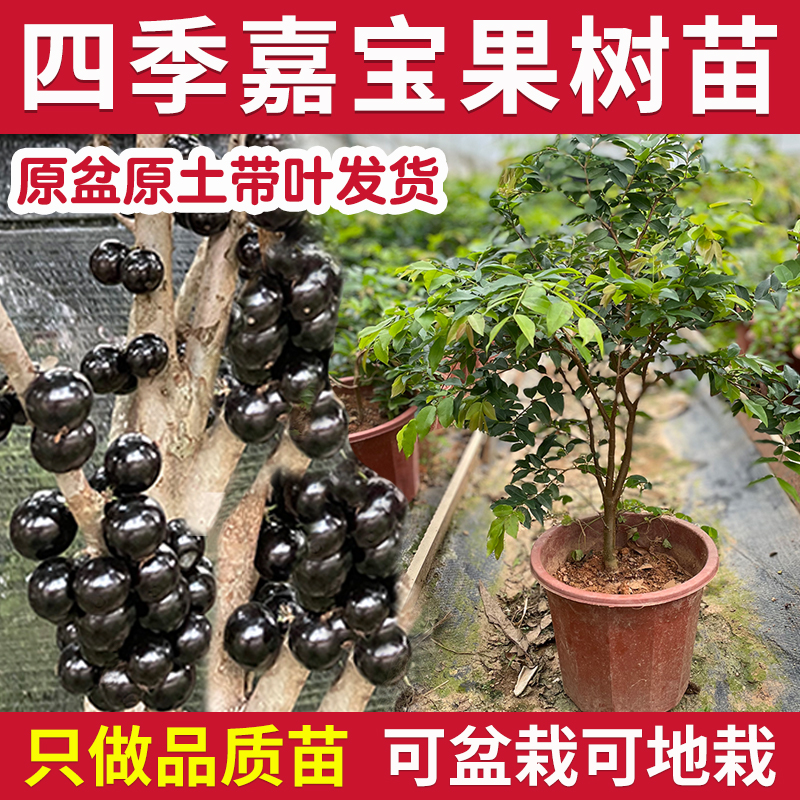 嘉宝果树苗树葡萄沙巴红妃艾斯卡南方种植四季绿化庭院盆栽南方种