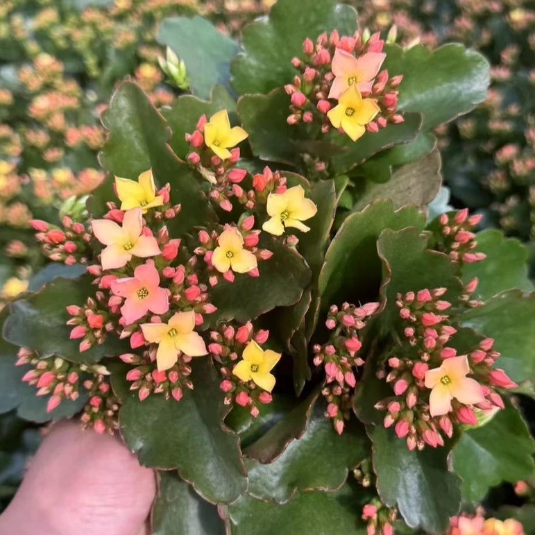 (七彩藤条)品种单瓣变色130盆长寿花（颗型不大）