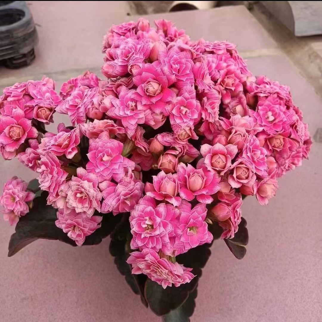 【露娜】精品重瓣130盆长寿花