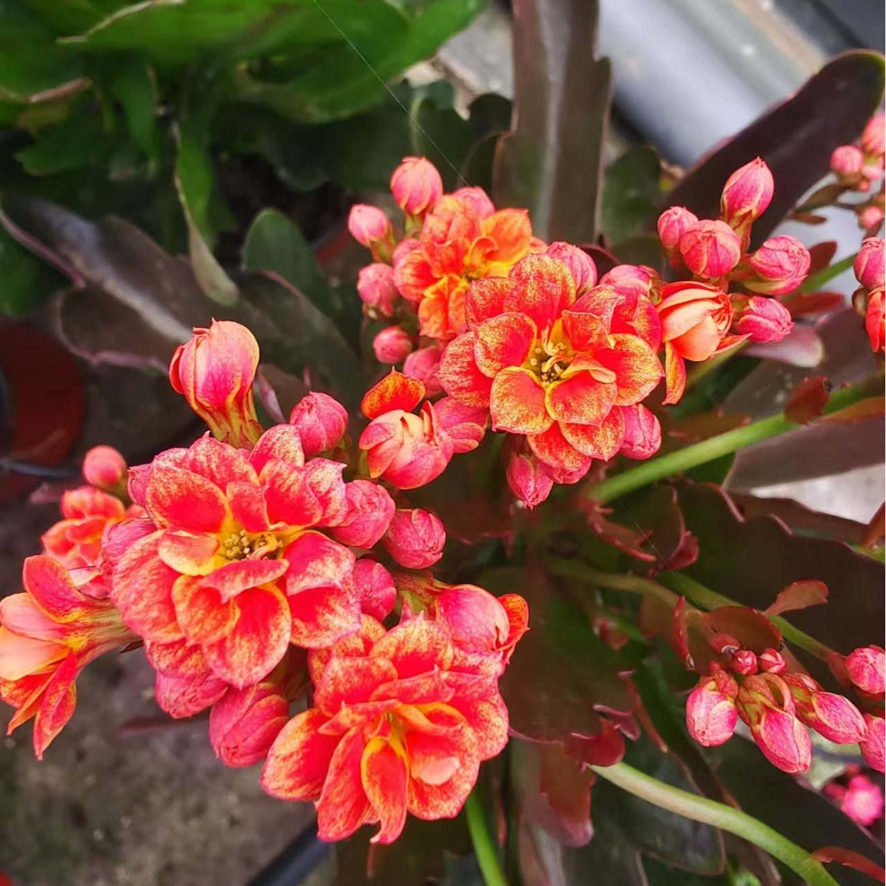 【灵雀】精品重瓣130盆长瘦花