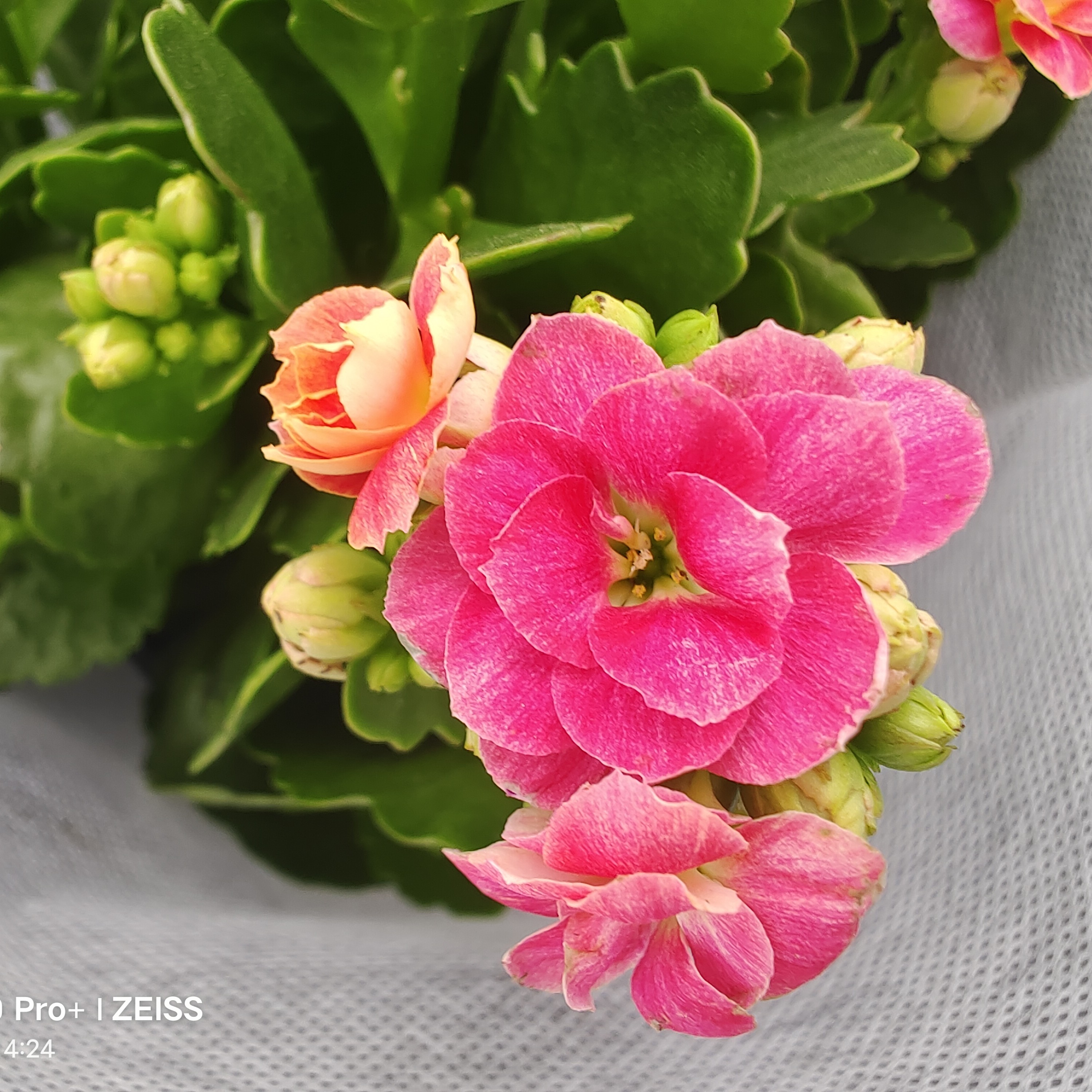 (哈罗)新品重瓣130盆长瘦花