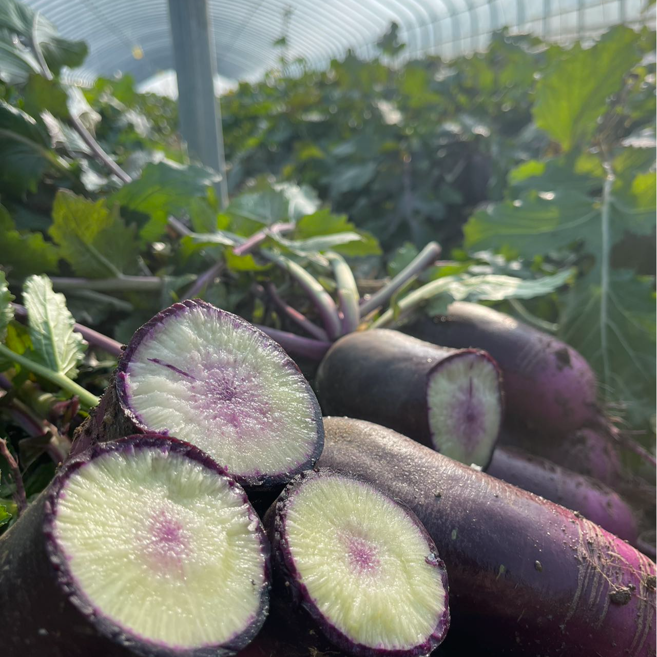 正宗原产地冰激凌萝卜带泥现拔现发脆嫩多汁冰淇淋水果冰淇淋萝卜