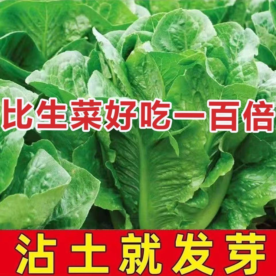 孔雀菜种子可生吃高营养直立生菜种子沙拉生菜沙拉菜菜种四季菜种