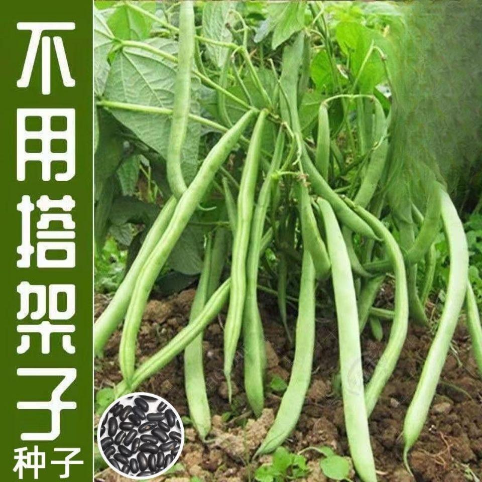 无架四季豆种子高产无筋豆角种子早熟矮生不搭架地豆盆栽蔬菜种子