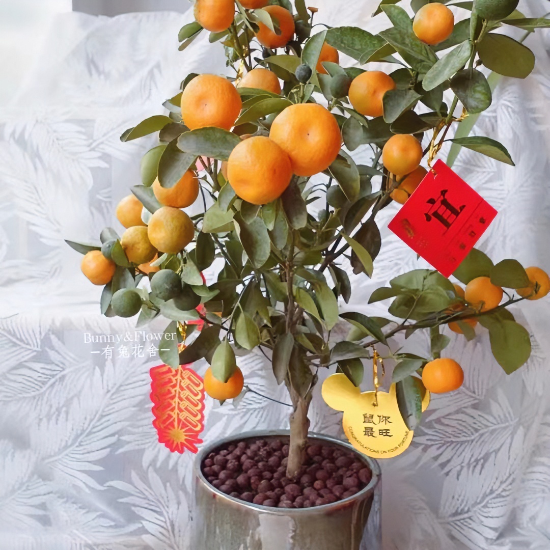 热销果苗盆景绿植 红橘葡萄柚一物一拍 庭院阳台绿植防辐射