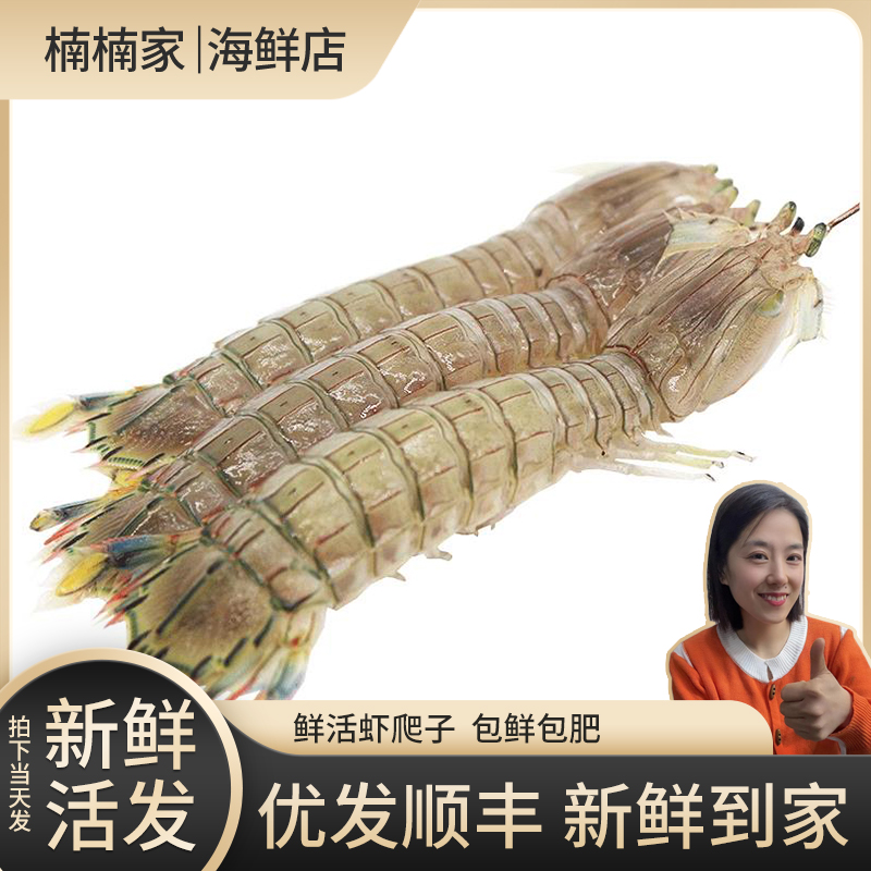 【大连当地虾爬子 【 保鲜不保活 】皮皮虾鲜活发货 Q