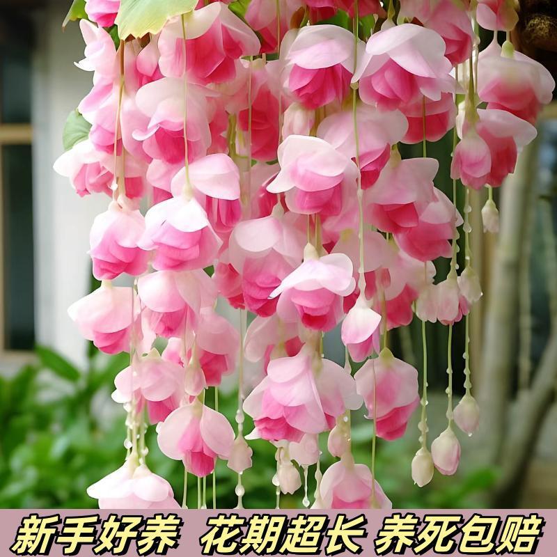垂丝海棠吊兰庭院室内外阳台盆栽多年生花卉大全盆栽清香四季开花