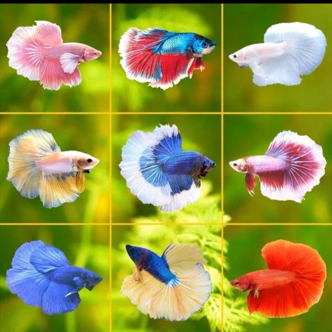 泰国观赏鱼精品大耳将军大耳半月公母书房摆件活体