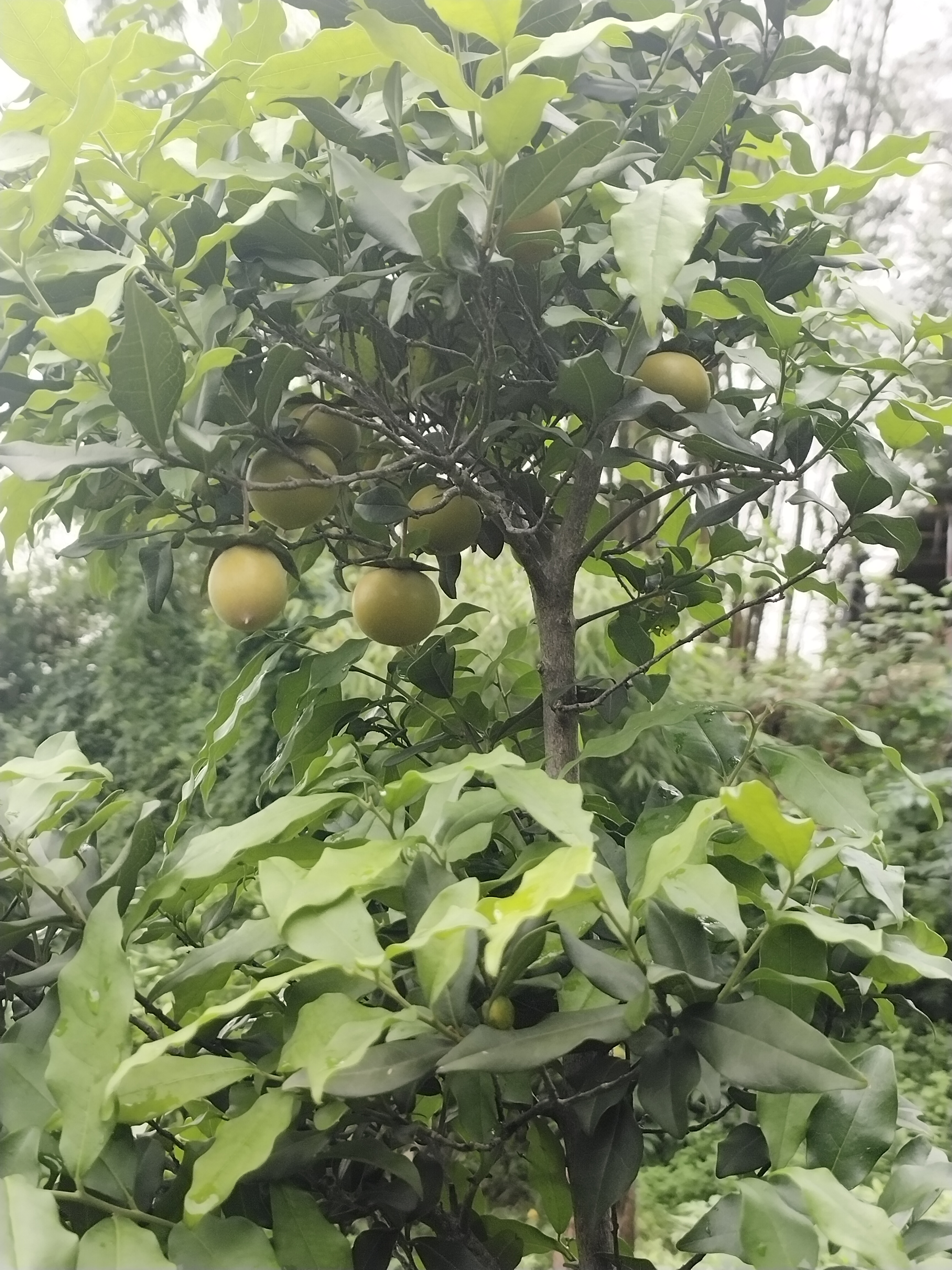 盆栽金弹子树一物一拍