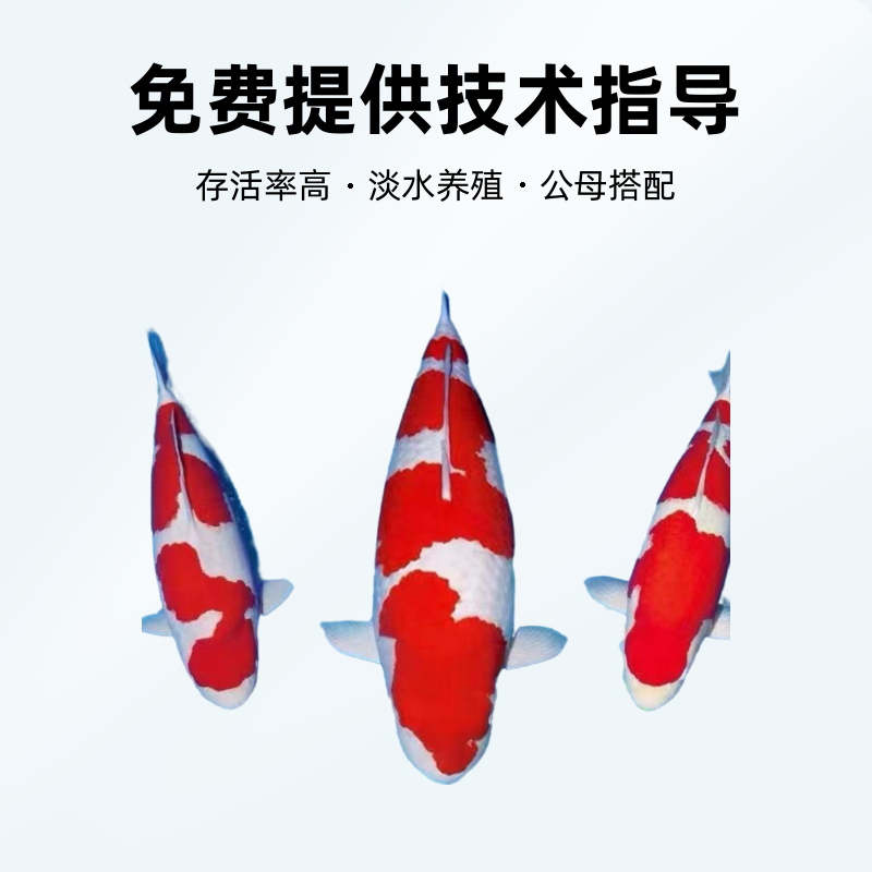 红白锦鲤孔雀鱼京东顺丰包邮包活售后无忧天使服务