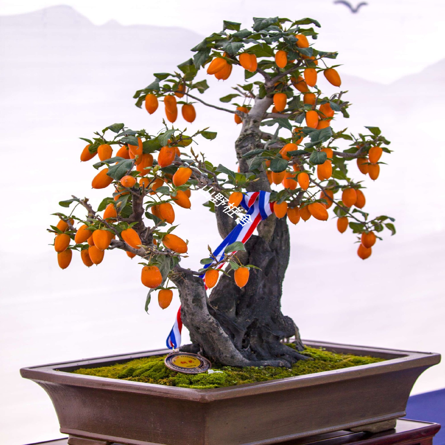 浙江老鸦柿盆栽绿植花卉野柿子庭院观果折枝挂果盆景素材室内室外