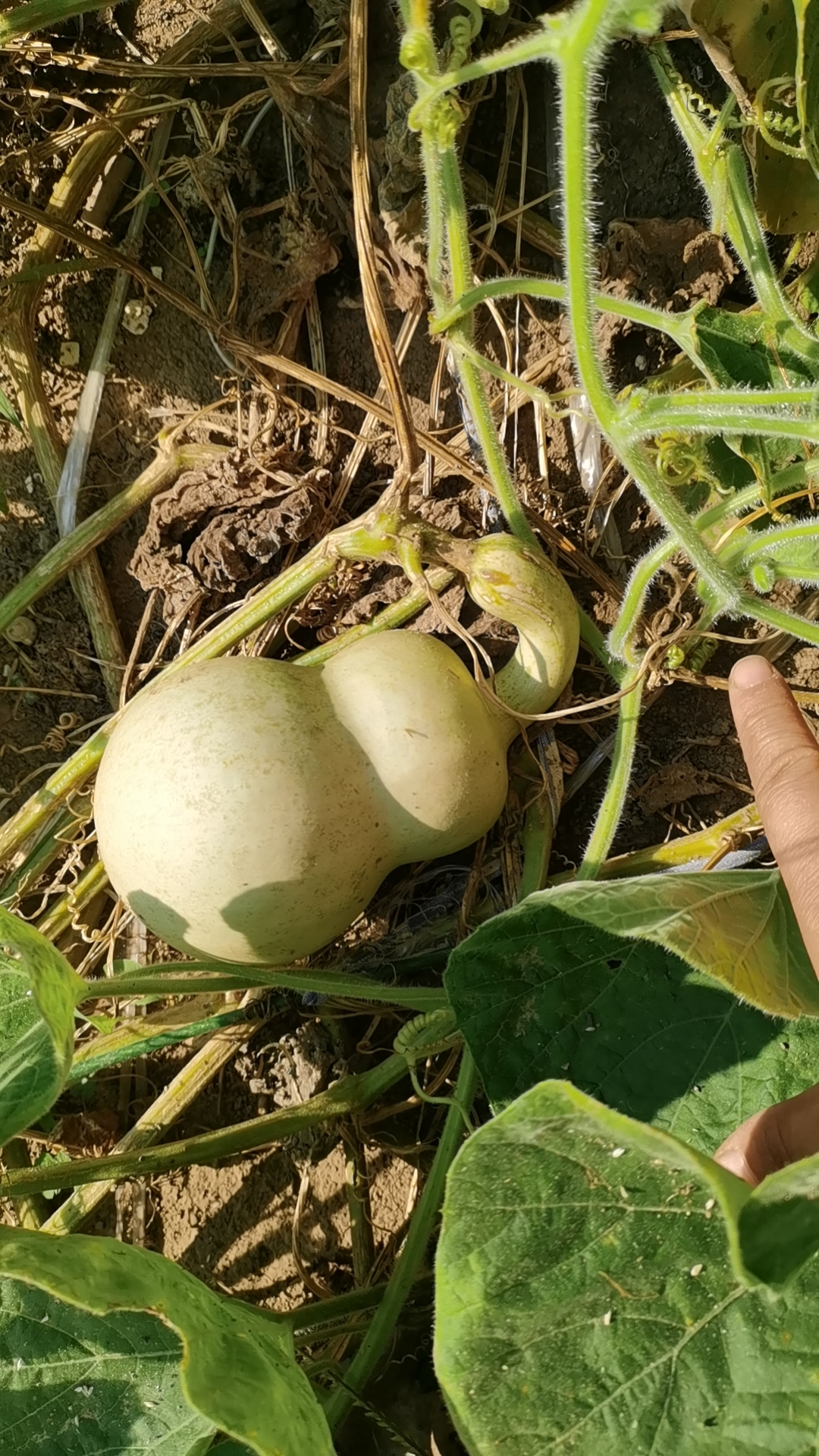 高升葫芦葫芦种植   私拍发小美一个