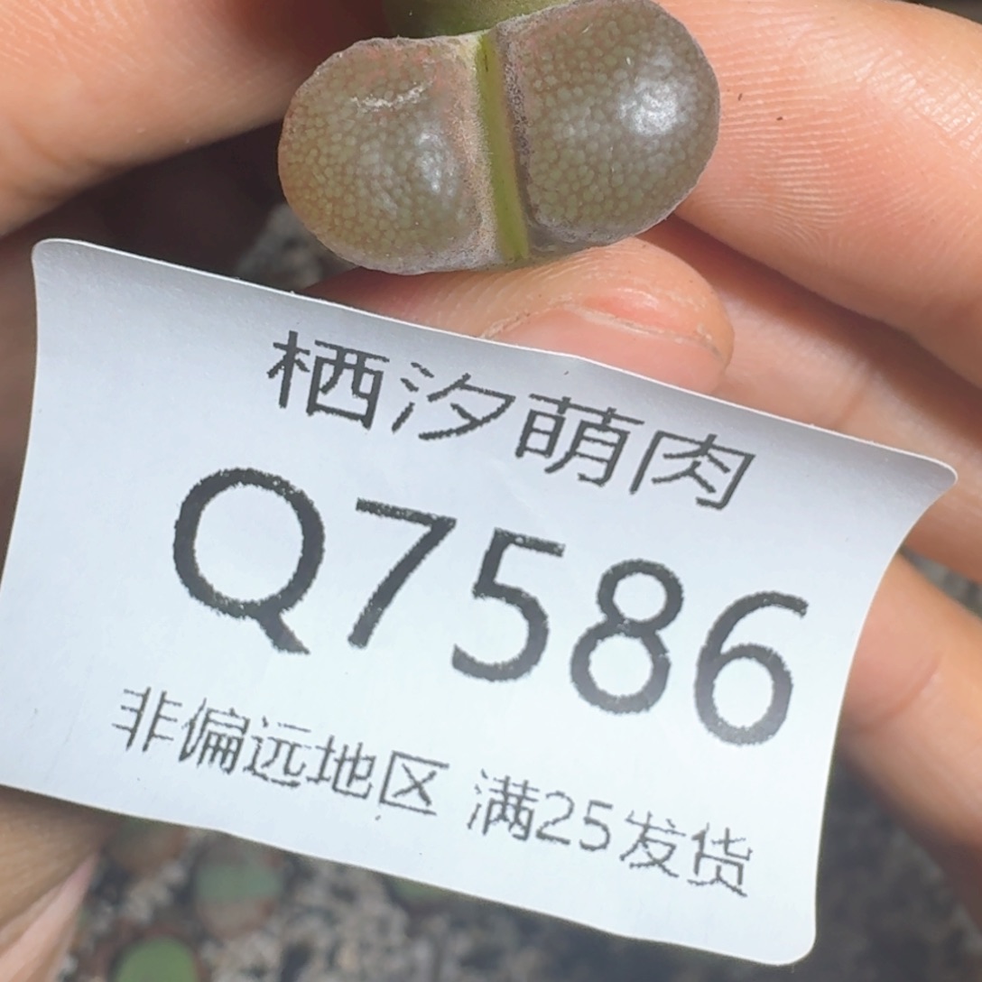 586.......................