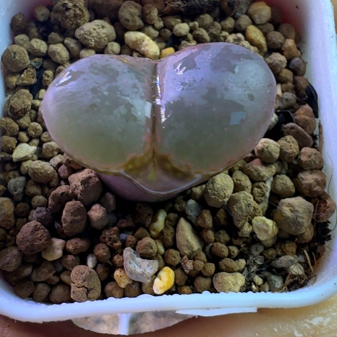 62.....脱土发货...