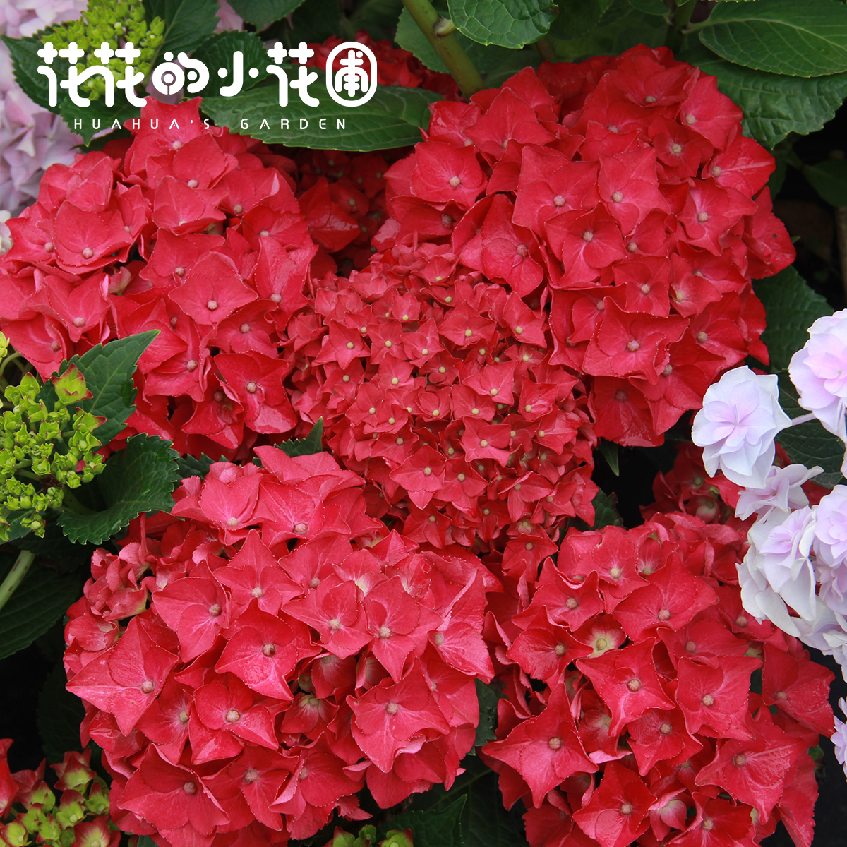 花花的小花圃绣球花八仙花盆栽无尽夏维丽娜美安吉特别庭院种植