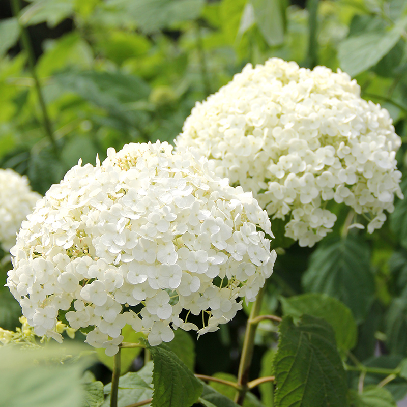 花花的小花圃 无敌贝拉安娜绣球花盆栽庭院地栽种植园艺绿植花卉