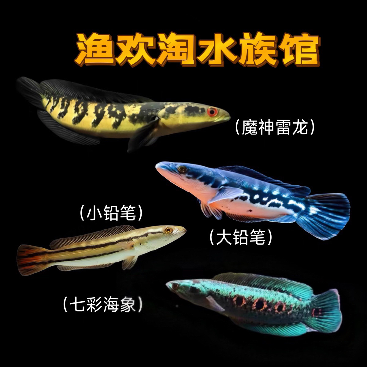 铅笔鱼观赏鱼活鱼黑魔神七彩海象中加红帝王雷龙中大型凶猛肉食鱼