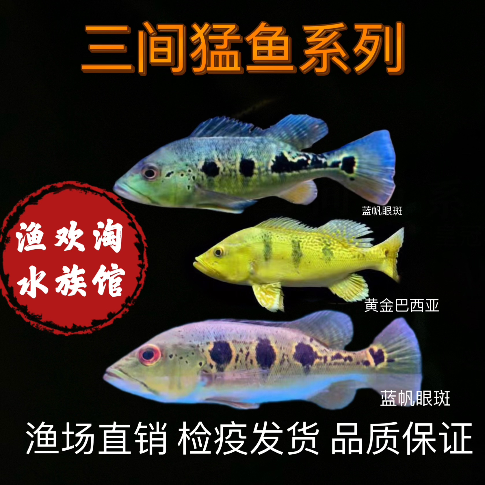 巴西亚鱼帝王三间鱼皇冠三间鱼蓝帆眼斑热带观赏鱼