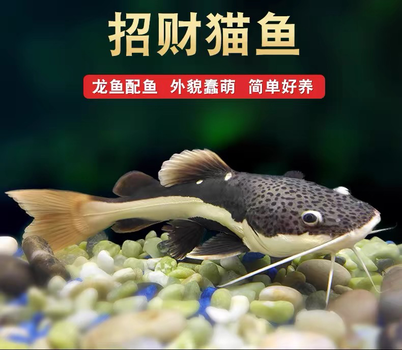 招财猫鱼苗狗仔鲸红尾猫底层鲶鱼鸭嘴热带观赏鱼大型龙鱼配鱼