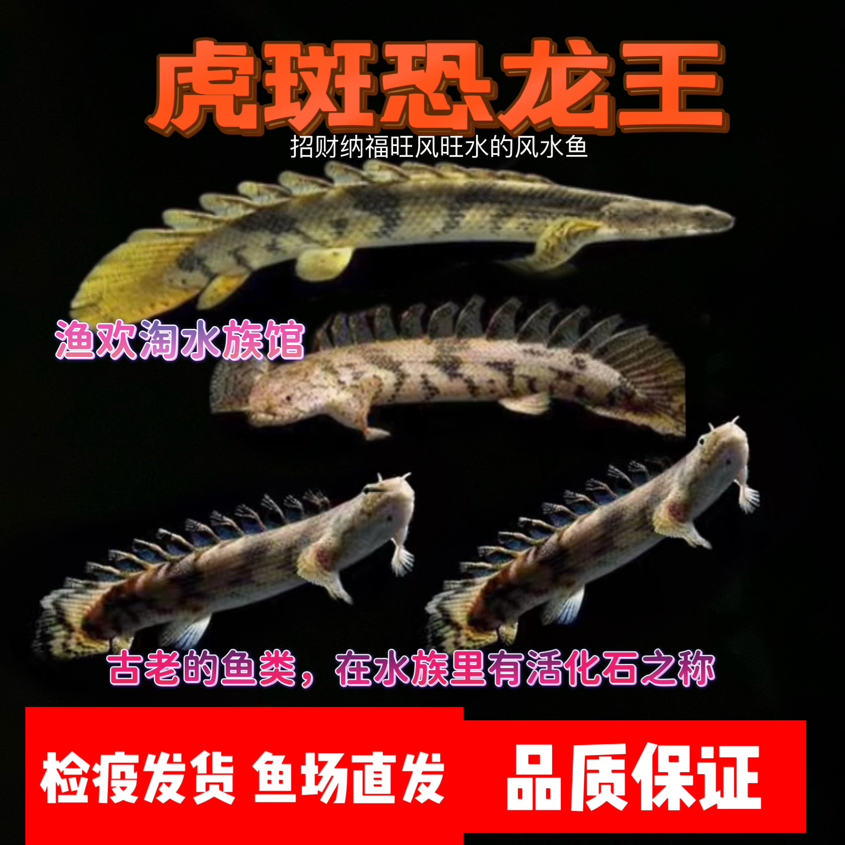 恐龙鱼活体虎斑恐龙王红眼九节金恐龙淡水大型热带观赏鱼