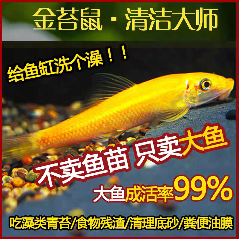 清道夫金苔鼠观赏鱼淡水鱼缸清理青苔除藻小鱼活体