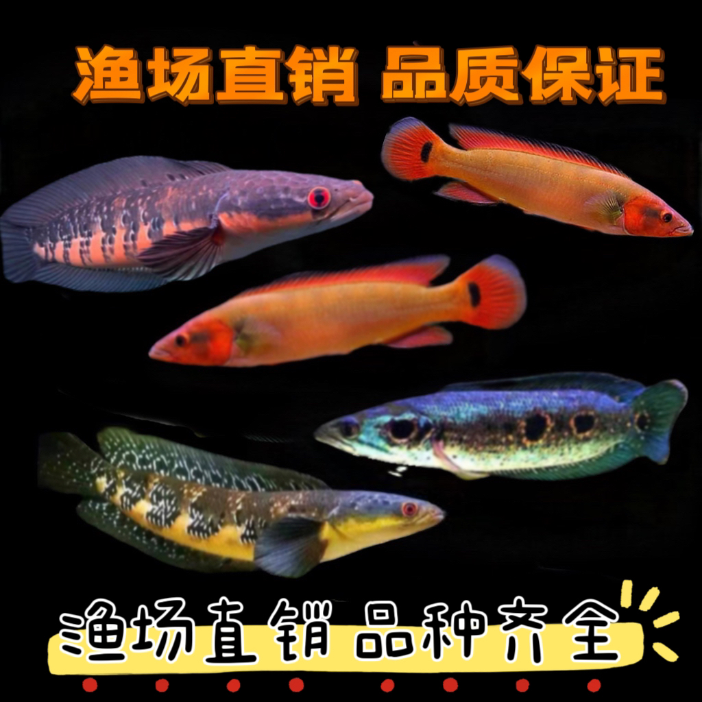 胭脂孔雀龙魔神雷七彩海系热带鱼观赏鱼大中型龙鱼配鱼
