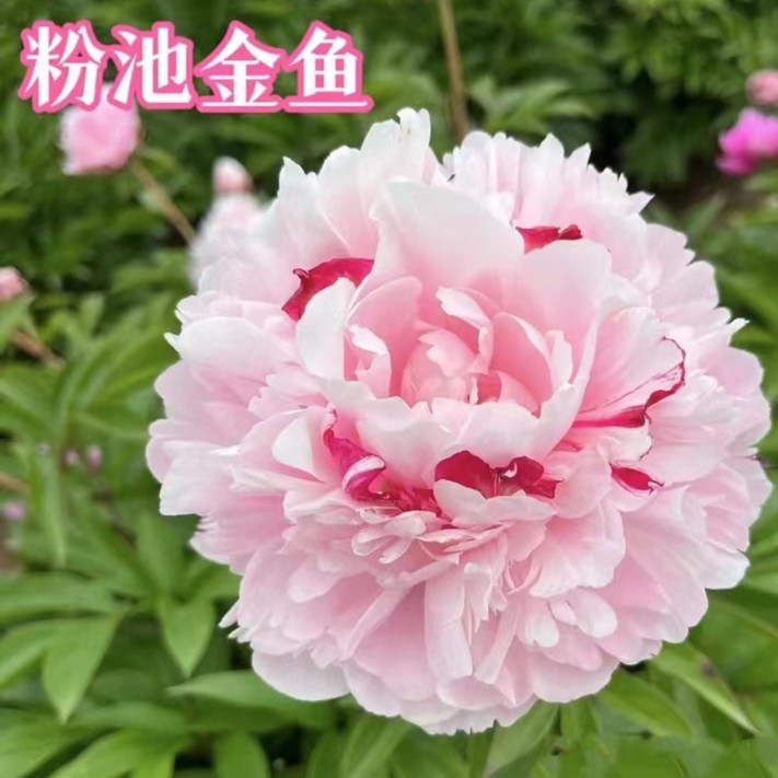 精品芍药粉池金鱼