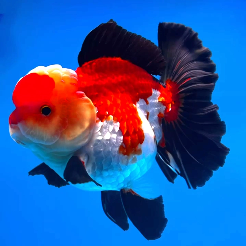 活体精品泰狮金鱼，自家渔场养殖观赏鱼（图片仅供参考）