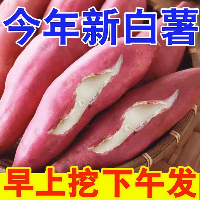 2025年河南现挖白心板栗薯白心地瓜白色红薯新鲜白瓤山芋5斤 番薯