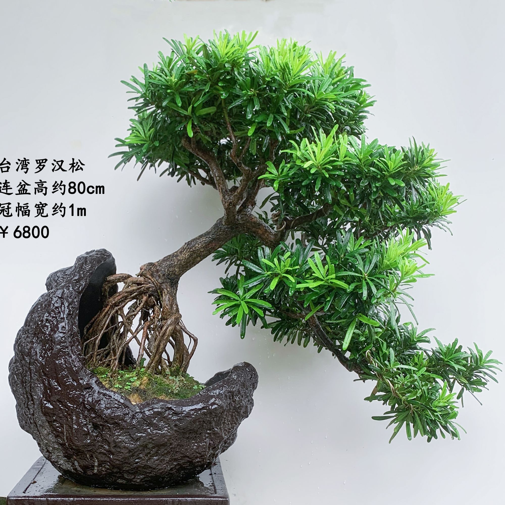 精品罗汉松盆景16