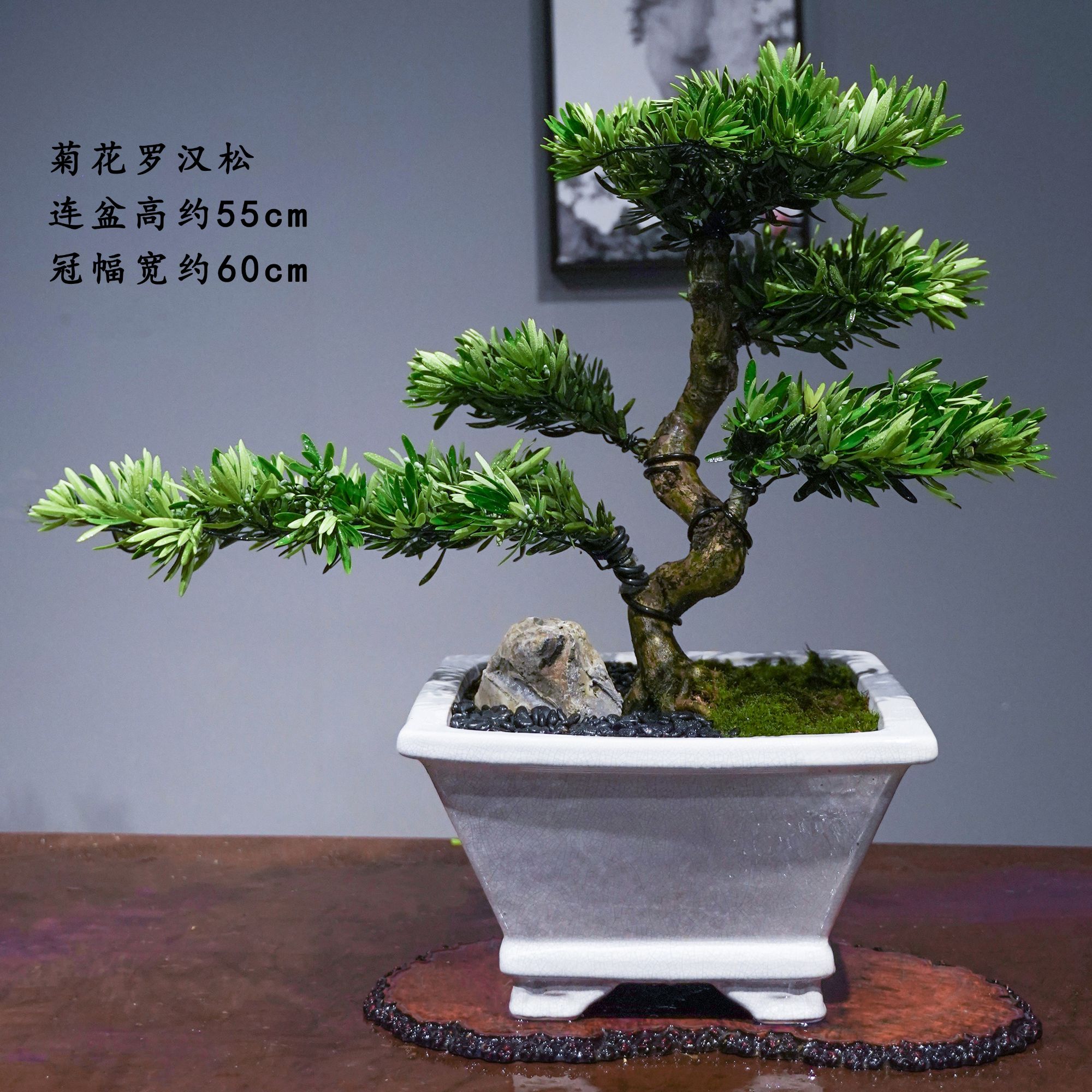 潮裕盆景菊花罗汉松老桩室内盆栽四季常青耐活好养