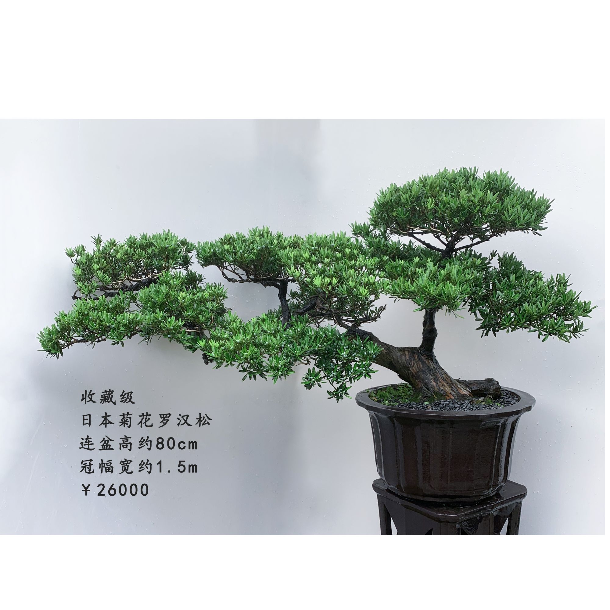 精品罗汉松盆景19