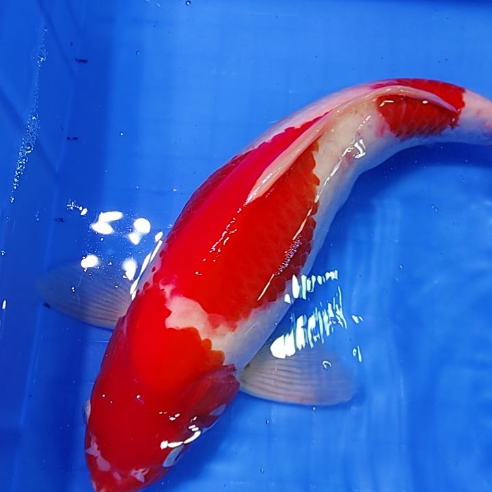 【闪购商品】锦鲤淡水不分公母40余**了