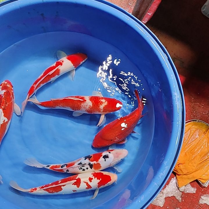 【闪购商品】锦鲤淡水不分公母40左右用****4