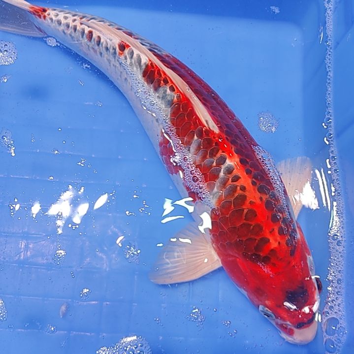 【闪购商品】锦鲤淡水不分公母40用****4