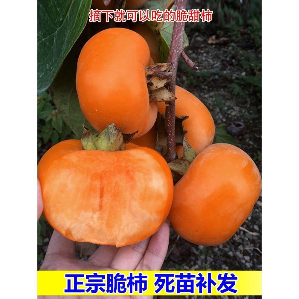 柿子树苗盆栽地栽南北方均可栽种正宗摘下