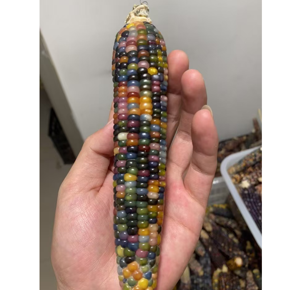 文玩玉米  直播间一物一拍