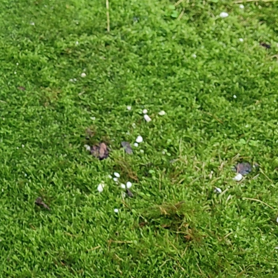 兰草汇自然生长兰花伴生青苔花盆绿植保湿盆栽铺面青苔花盆伴侣