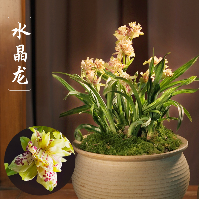 兰草汇兰花建兰水晶龙浓香四季兰室内绿植盆栽