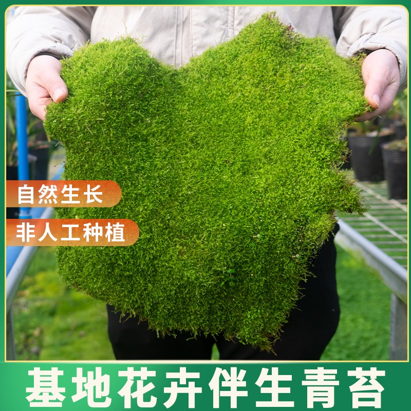 兰草汇自然生长绿植青苔花盆绿植专业保湿盆栽铺面青苔花盆伴侣