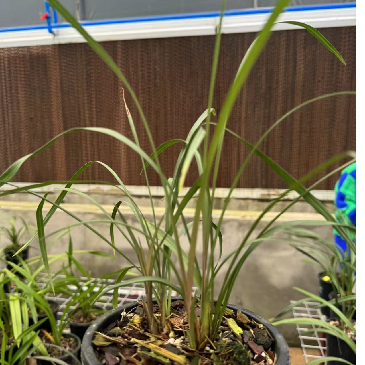 兰草汇 春兰新品荷型红素
