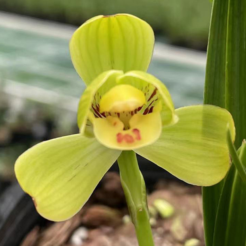 兰草汇春兰名品荣仕梅正格梅瓣浓香室内盆栽植物兰花