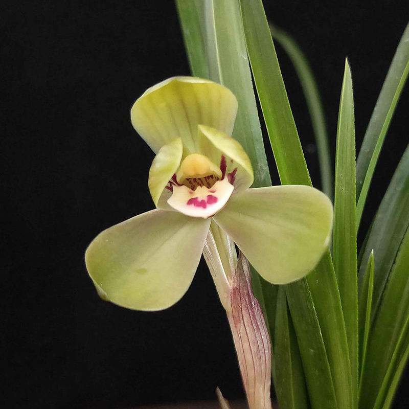 兰草汇兰花精品荷瓣春兰环球荷鼎浓香室内绿植盆栽