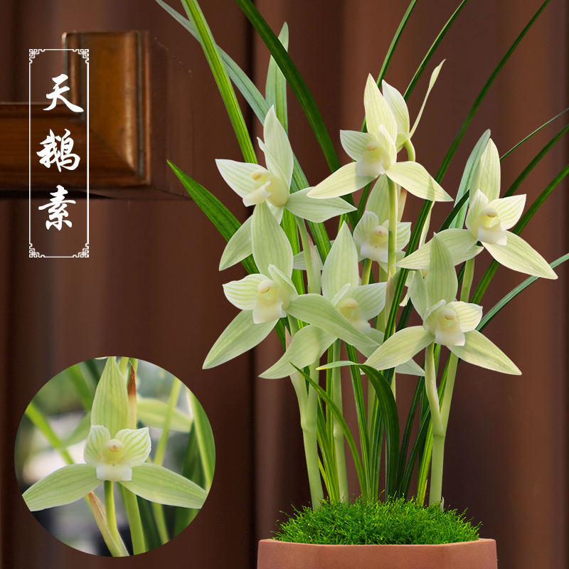 兰草汇春剑名品天鹅素幽香室内盆栽植物兰花