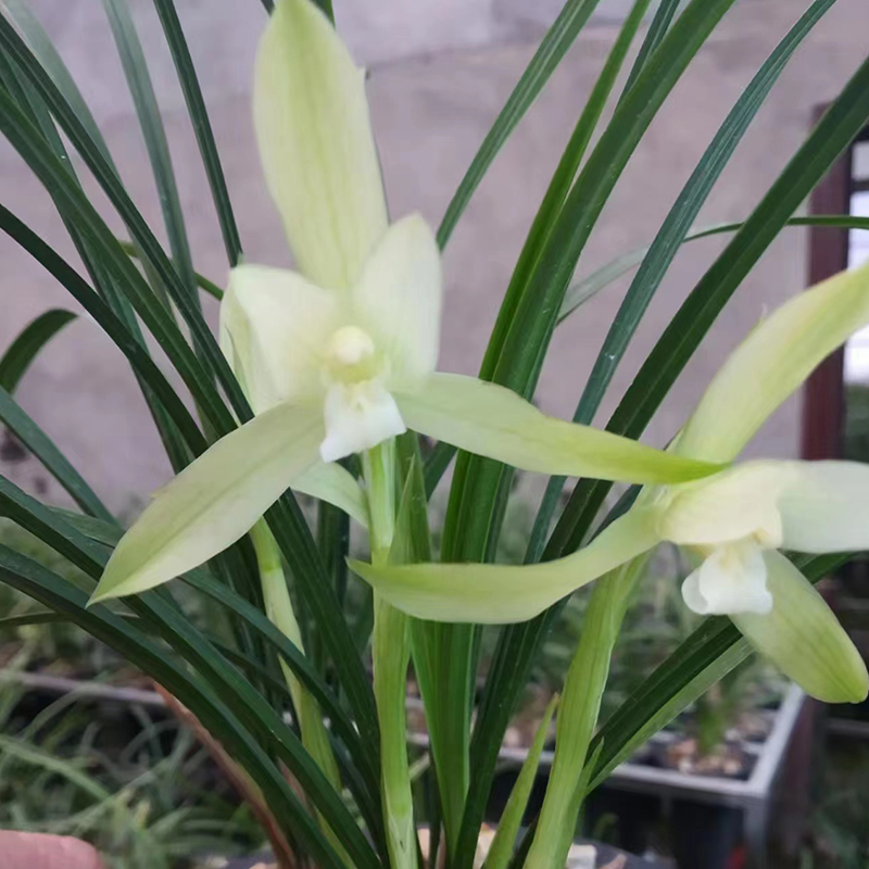 兰草汇兰花春兰传统名品天台雪浓香室内盆栽植物