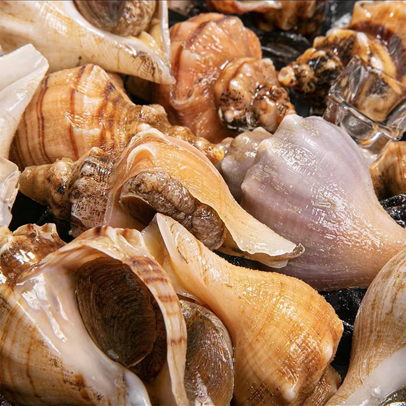500g鲜活白玉螺 白螺 角螺 海鲜水产