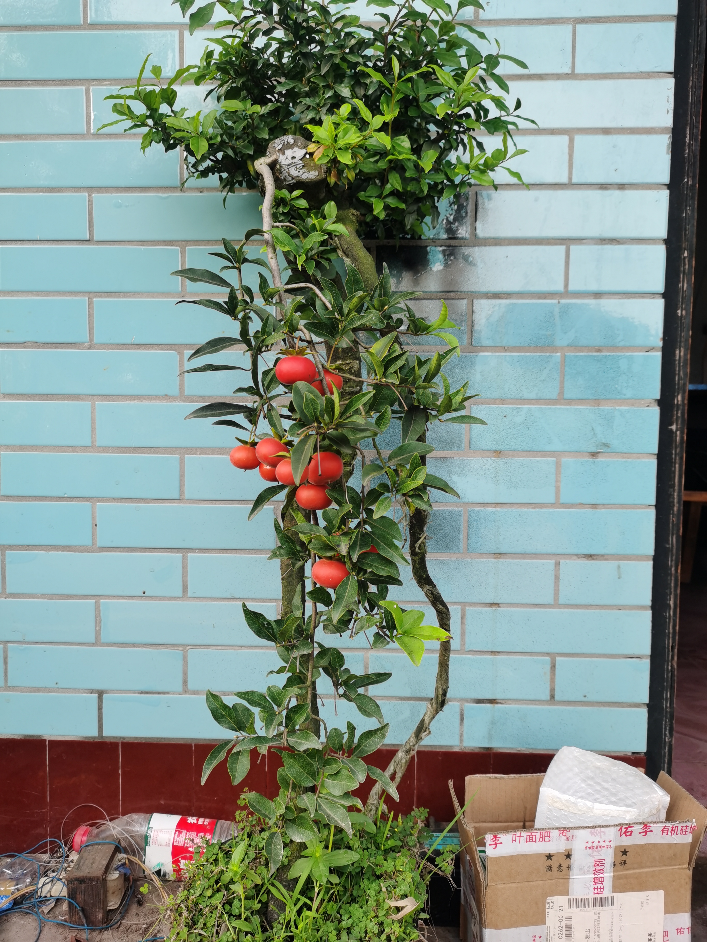 金蛋子高端盆景艺术