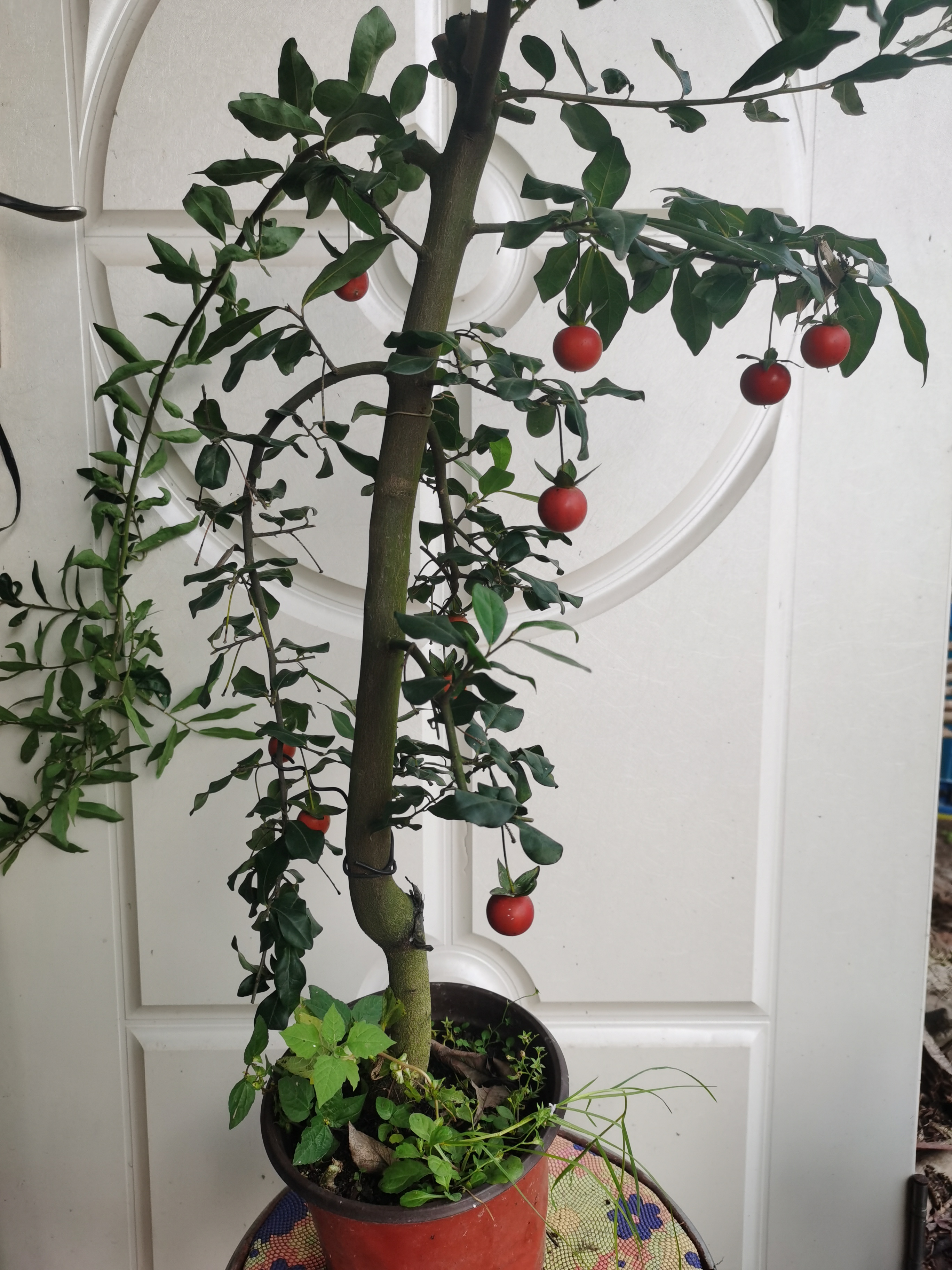 金蛋子高端盆景艺术