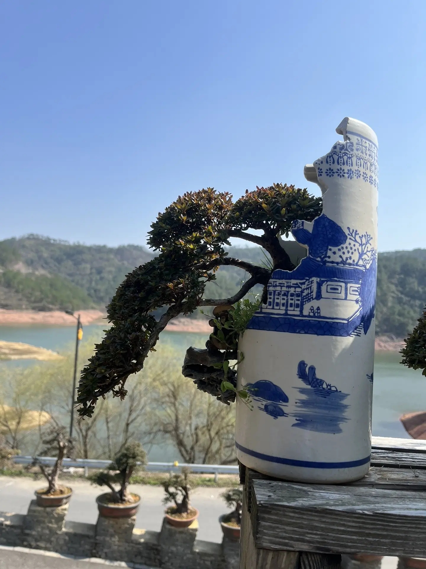 红花继木盆栽四季常红耐寒阳台绿植基地直发盆栽地景树一物一拍